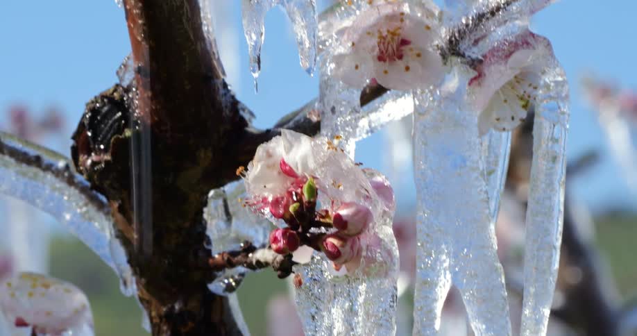 A close view of delicate pink and white cherry blossoms covered in ice and long icicles hanging from a branch against a bright blue sky