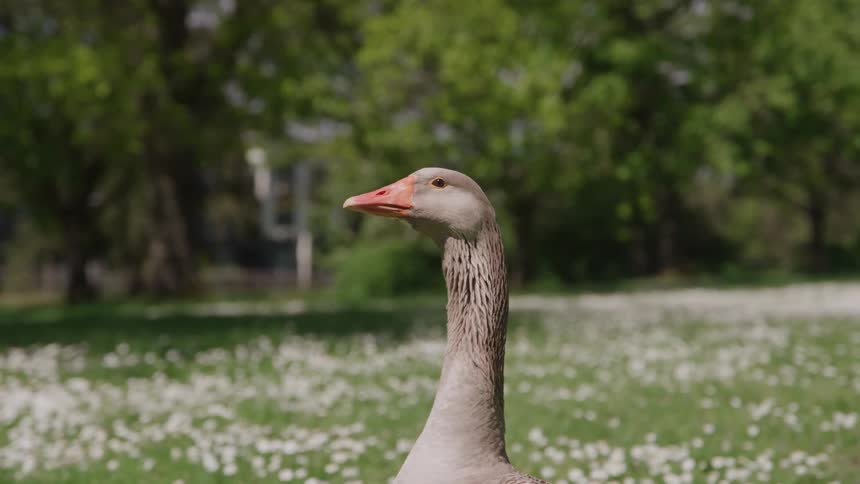 A bird standing outdoors in a field