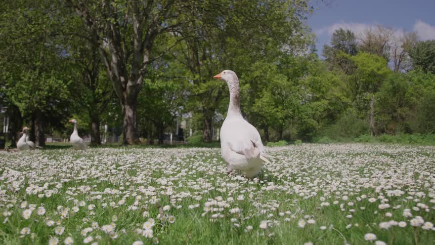 Duck walking toward other ducks in a field of flowers