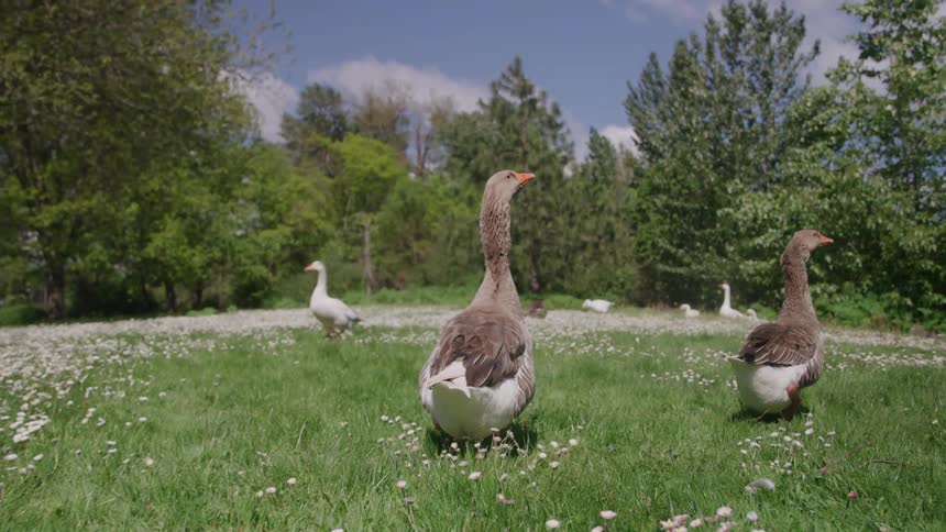A flock of ducks walking around a meadow next to a forest outdoors during day time