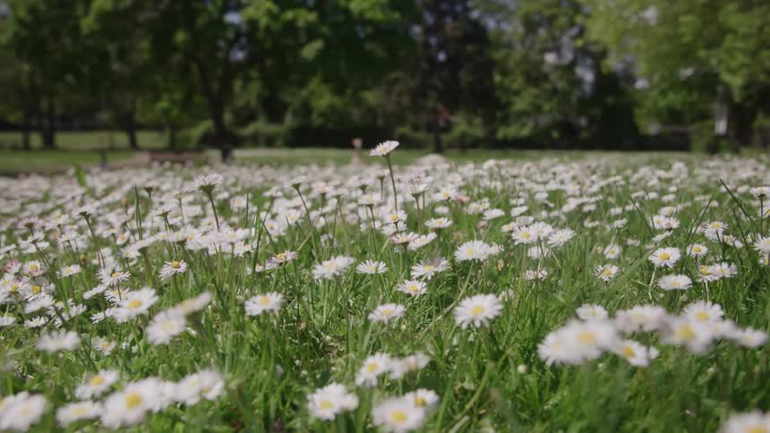 Field covered with white daisies with trees in the background