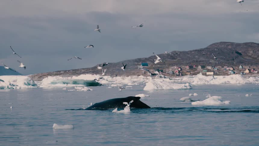 Birds fly around as a dolphin dives beneath the ocean with ice floating on the water near the coastline