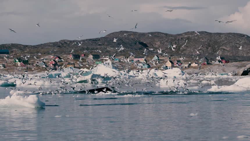 Houses along the coast as seagulls fly over melting ice and a whale rises to the surface