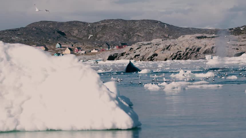 Seagulls fly over melting ice along the coast and a whale rises to the surface spraying water