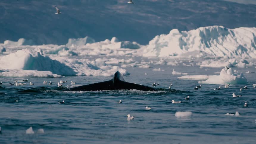 A humpback whale dives lifting its massive flukes out of the water amidst a flock of seabirds and large icebergs in a cold ocean environment
