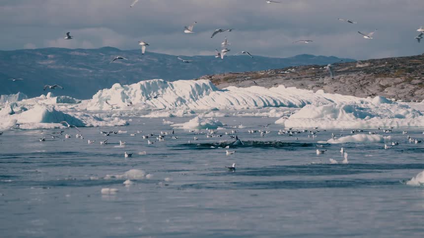 Seagulls fly and sit on the water among melting ice as a whale rises to the surface
