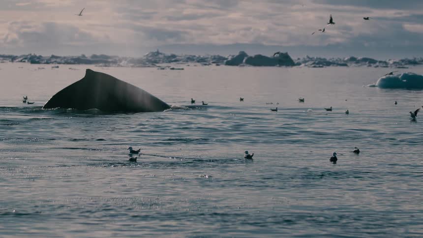 Icebergs and melting ice on the water as seagulls fly overhead and sit on the water and a whale rises to the surface