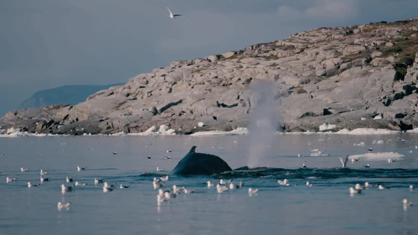 A humpback whale emerges and submerges near a rocky shoreline with pieces of ice in the water surrounded by a large flock of seabirds