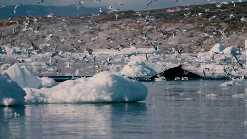 Houses along the coast as seagulls fly over melting ice and a whale swims to the surface