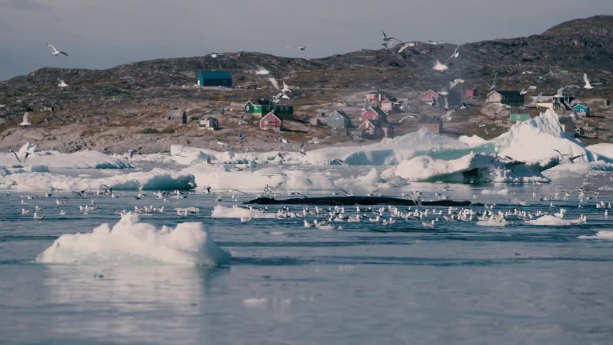 Houses along the coast as seagulls fly over melting ice and sit on the water as a whale rises to the surface