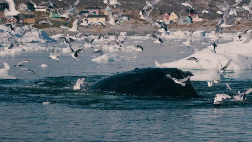 Seagulls fly and sit on the water among icebergs and melting ice as a whale rises to the surface