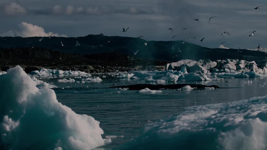 Houses along the coast as seagulls fly over melting ice and a whale rises to the surface and sprays water