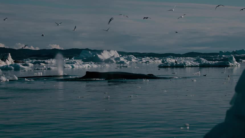 The whales spray water up in the air towards the flying birds