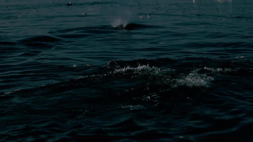 A large whale is seen surfacing and diving in dark choppy ocean water momentarily revealing its massive dark body and dorsal fin near scattered icebergs and small groups of seabirds in an expansive coldwater setting