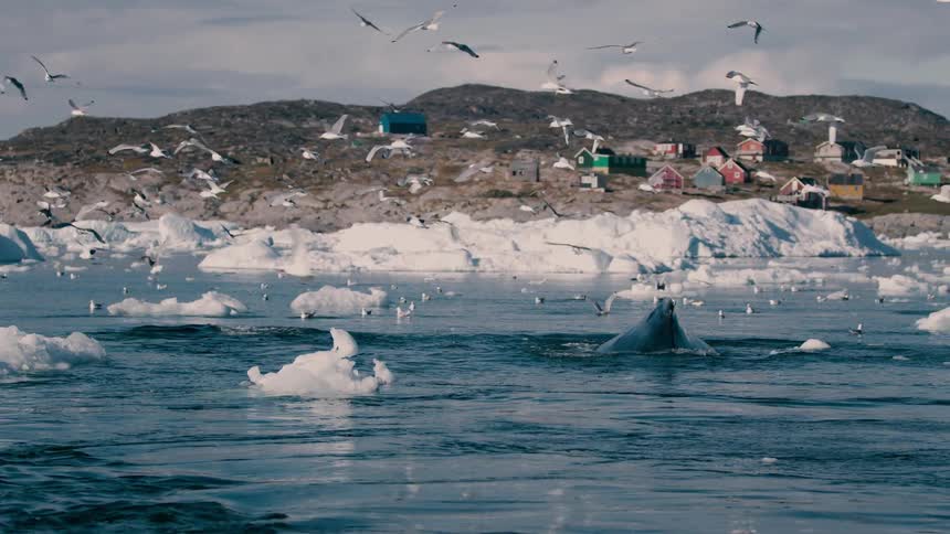 Seagulls fly and sit on the water among melting ice as a whale rises to the surface