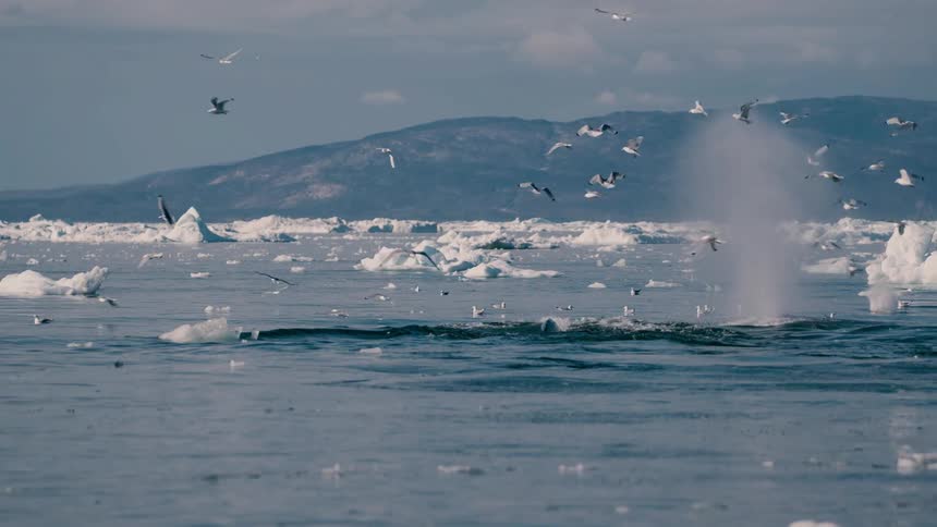 A large whale is partially submerged in choppy icefilled water surrounded by numerous seagulls flying overhead and floating with mountains in the background