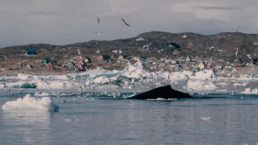 Houses along the coast as seagulls fly over melting ice and a whale rises to the surface