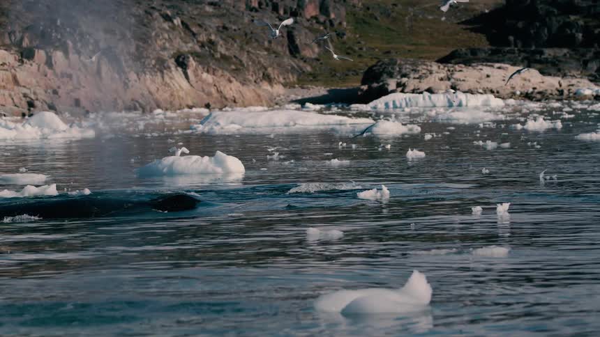 Seagulls fly over melting ice along the coast as a whale rises to the surface spraying water