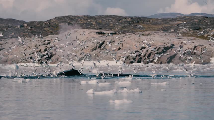 A pair of whales surface near a rocky shoreline and a large concentration of birds while surrounded by chunks of ice in the frigid water