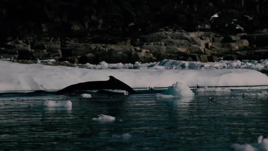 A large whale surfaces to breathe releasing a spout of mist in a dark icy bay surrounded by rocky shores and swarming seagulls