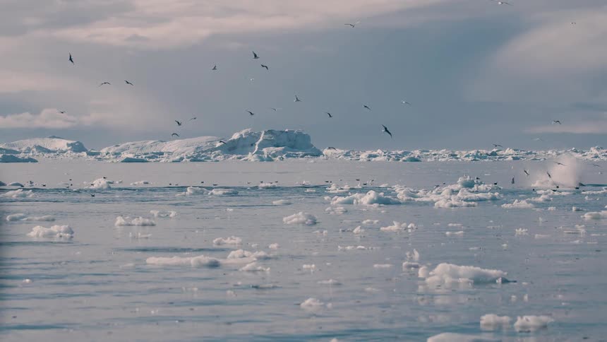 A whale breaches and spouts water in an icy bay surrounded by scattered ice floes and numerous flying seagulls under a bright cloudy sky