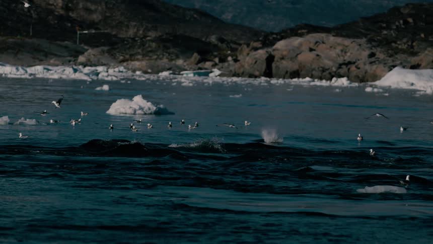 The dark back and prominent dorsal fin of a large whale rise out of the deep blue choppy water before submerging again surrounded by numerous floating sea birds and ice chunks with an icy coastline and a small settlement visible