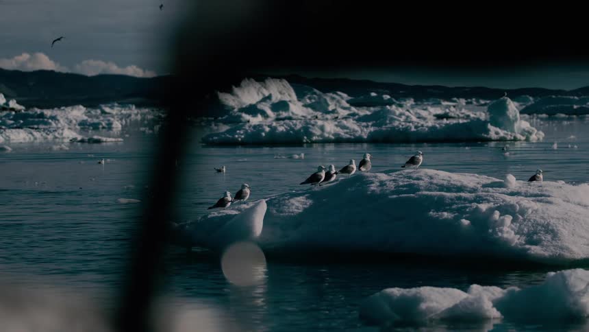 View from a boat as seagulls sit on melting ice floating on arctic water