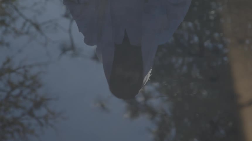 An upward shot shows the blurred reflection of a man in a white robe looking down into a still body of water surrounded by dark tree branches