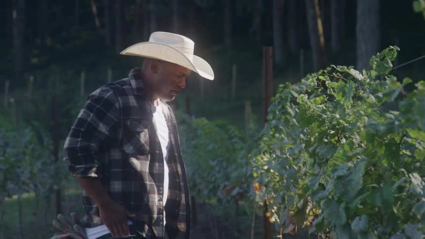 A male gardener inspecting plants while working at an outdoor garden during daytime
