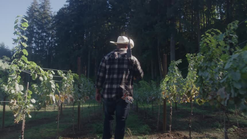 A man wearing a cowboy hat plaid shirt and dark pants walks through a sunny vineyard