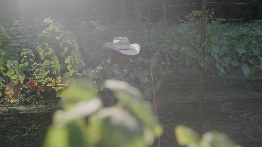 Young black man wearing a cowboy hat inspecting plants on a garden outdoors during day time