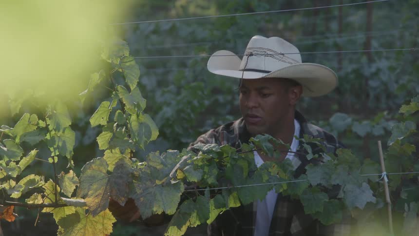 A man wearing a white cowboy hat and a plaid shirt inspects grapevine leaves in a vineyard on a sunny day