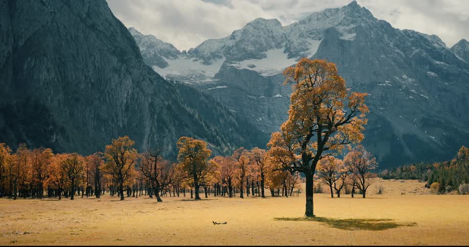 Open field with scattered trees in front of rocky mountains