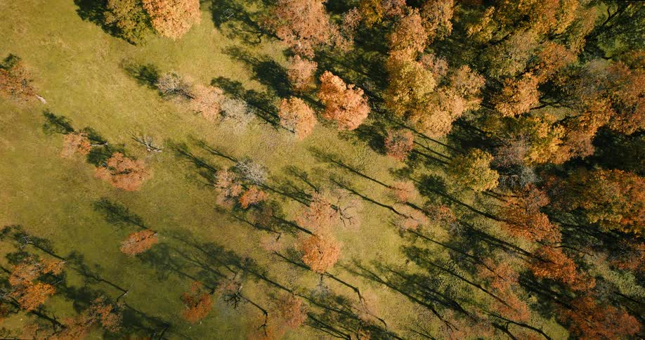 Overhead aerial view of a forest landscape transitioning from green summer foliage to orange autumn colors with trees casting long shadows