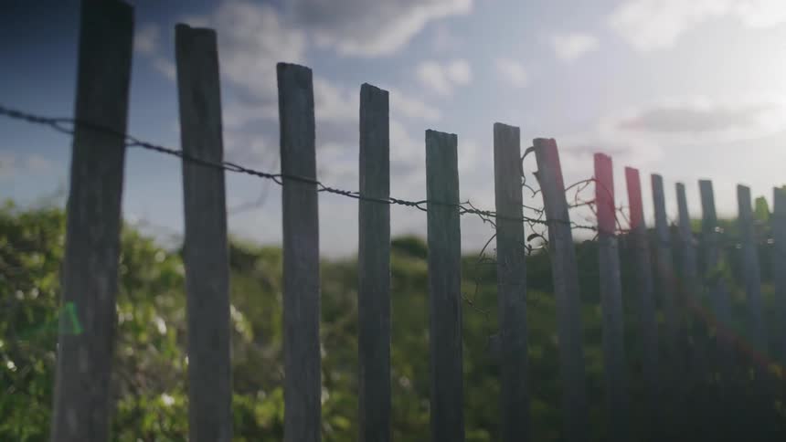 A wooden fence made of spaced vertical posts strung with barbed wire and vines set against a bright hazy sky with sunlight creating a strong lens flare over the background vegetation