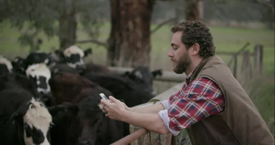 A man looks over the cows in a pen