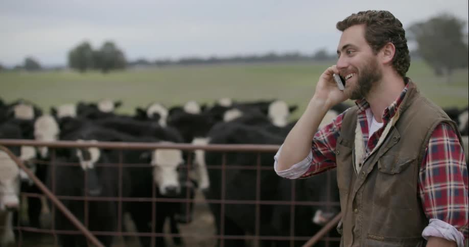 A man talks on a phone in front of a herd of cows