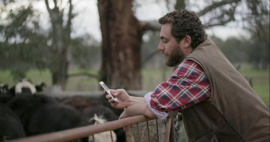 A man leans by on a fence with cows behind it using a phone