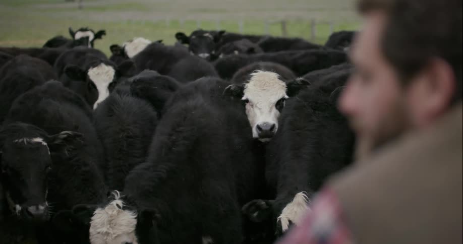 A man looks over a herd of cows