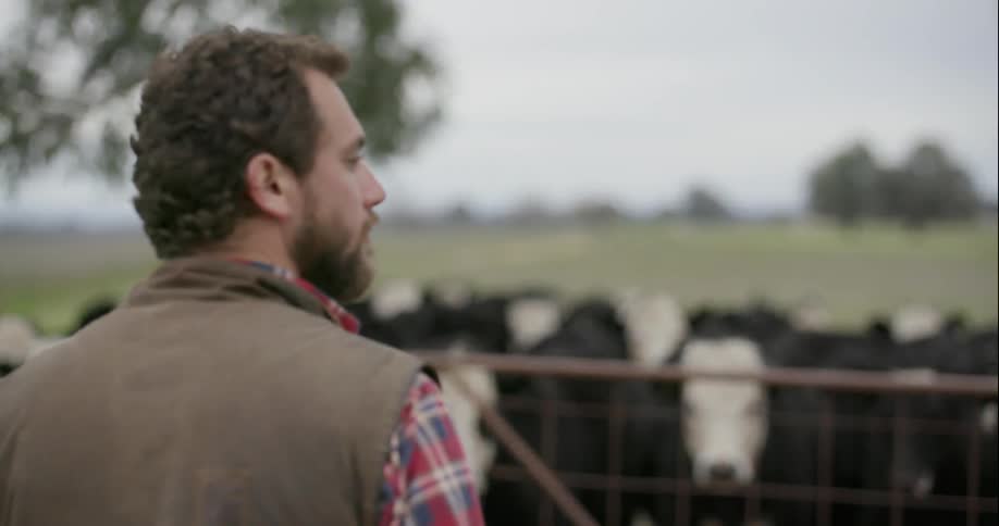A man in a puffy vest looks at a herd of cows