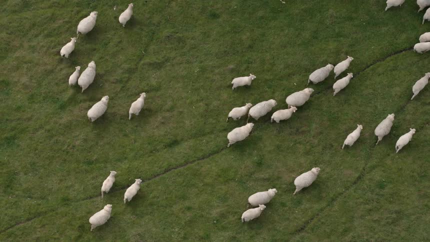 Aerial view of sheep walking on a field