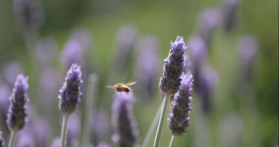 A bee flies away from purple flowers