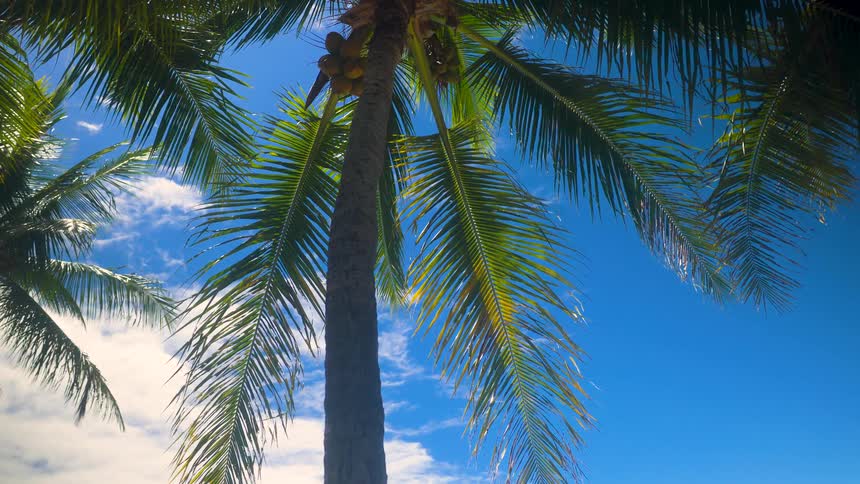 A view looking up through the fronds of a coconut palm tree with visible coconuts against a brilliant blue sky with scattered white clouds