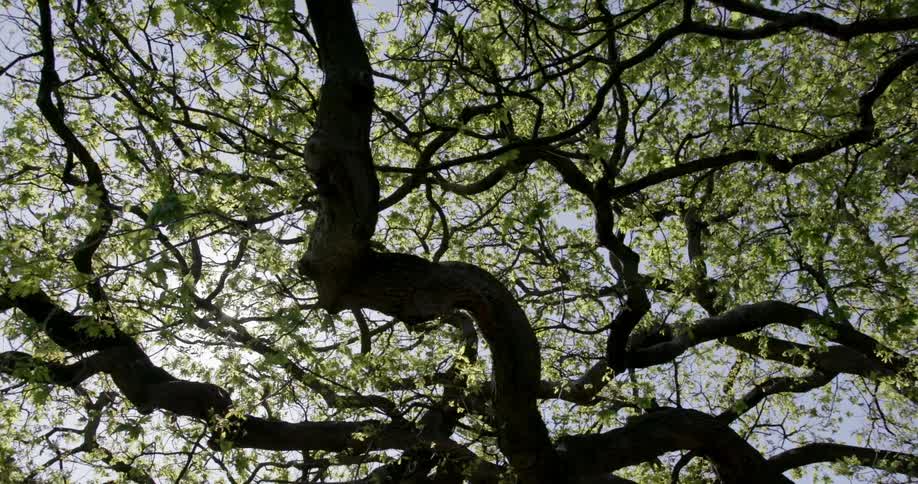 The tree above has many branches