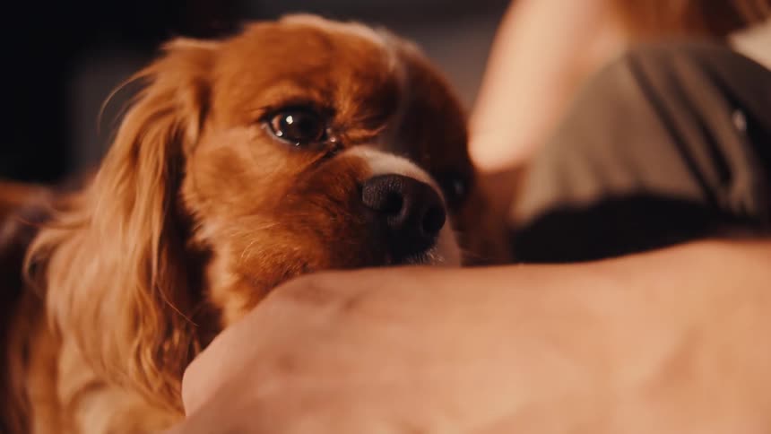 A cavalier king charles spaniel licks a persons arm while being gently petted