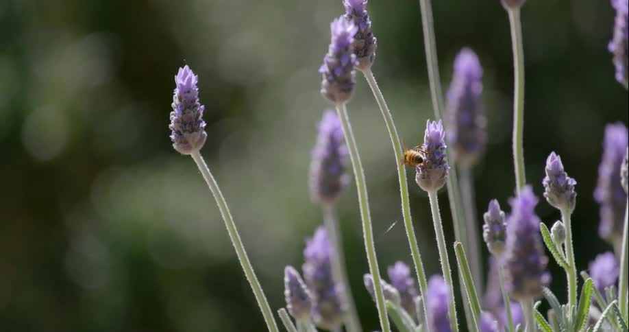 Honey bee pollinating purple flowers on sunny day