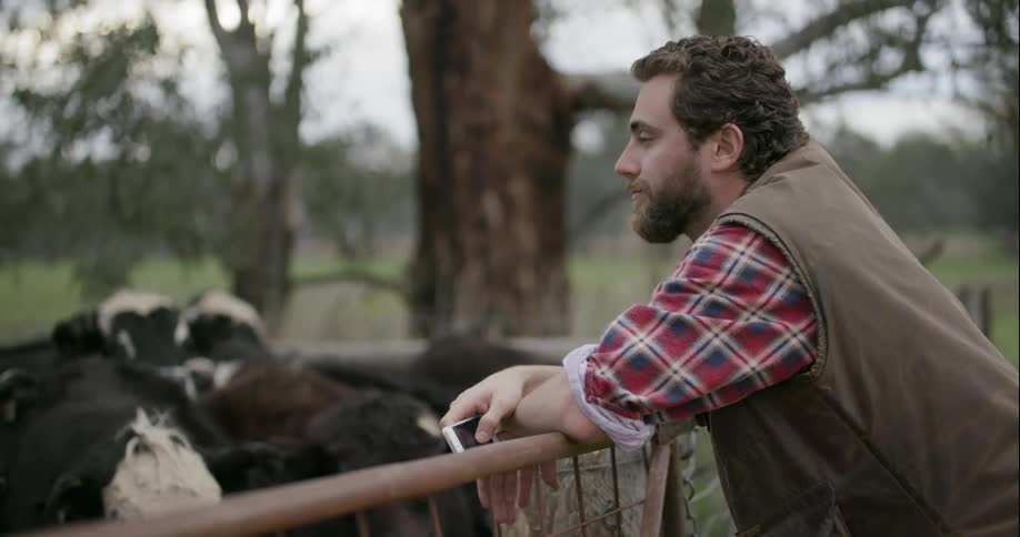 A man looks at his phone by some cows