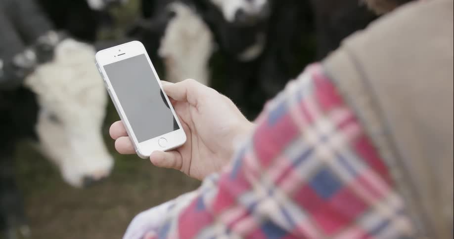 Person holding cell phone outside near cows