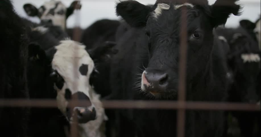 Cows are behind a fence together