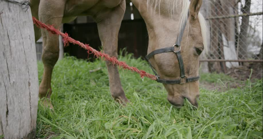 A horse is eating grass